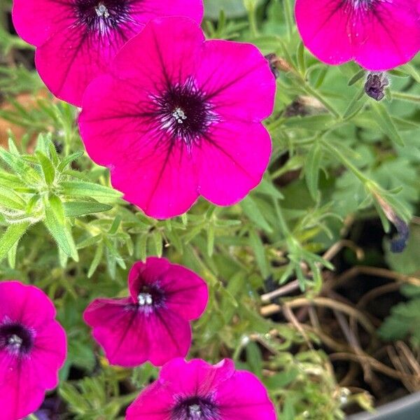 Petunia integrifolia പുഷ്പം