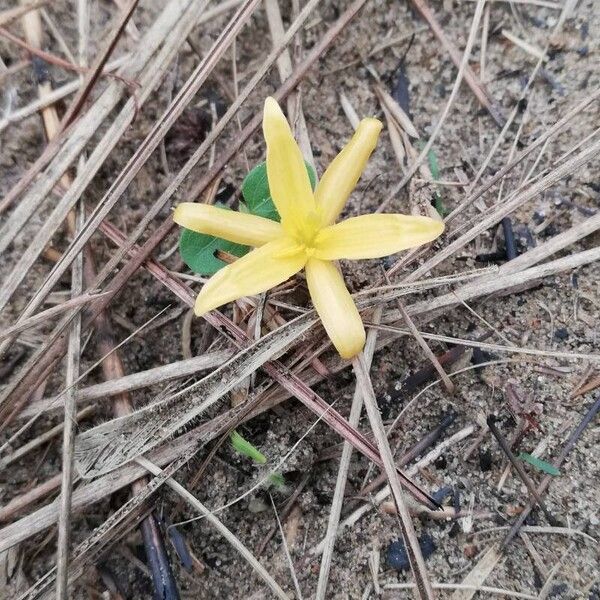 Hypoxis filiformis 花