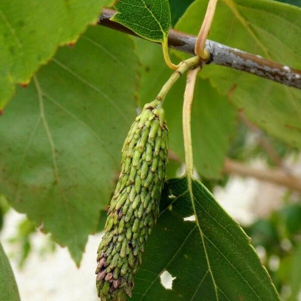 Betula utilis 其他