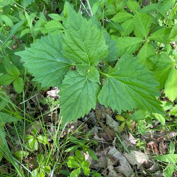 Phryma leptostachya Leaf