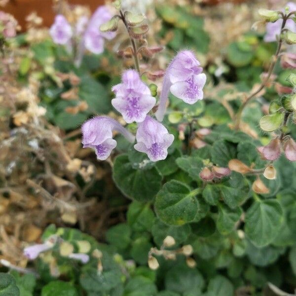 Scutellaria indica Flower