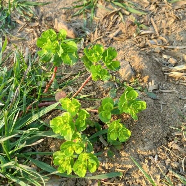 Euphorbia helioscopia Habit