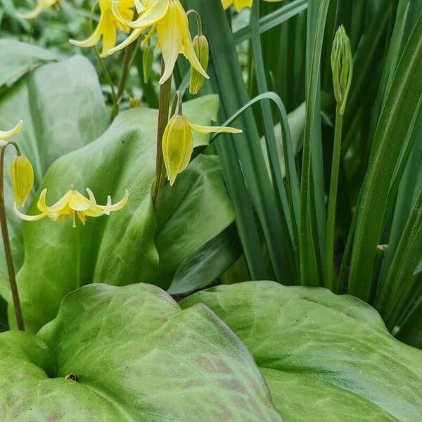 Erythronium oregonum Lorea