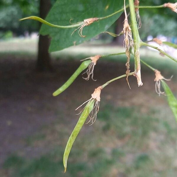 Cladrastis kentukea Fruit