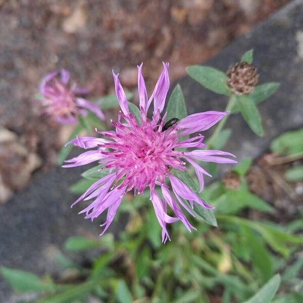 Centaurea jacea Flors
