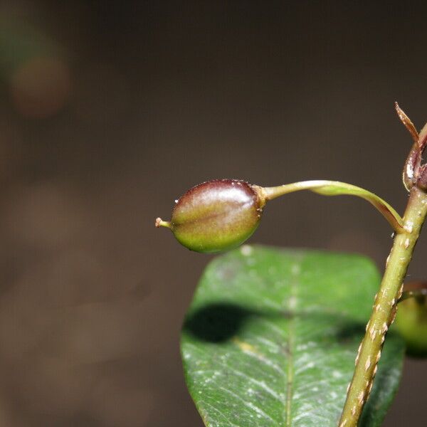 Pittosporum berberidoides ഫലം