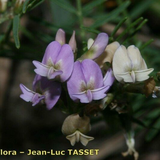 Astragalus austriacus Blomma