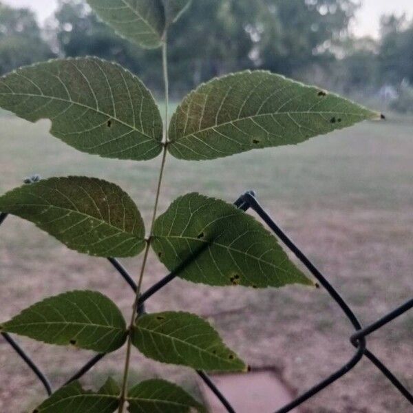 Juglans nigra Leaf