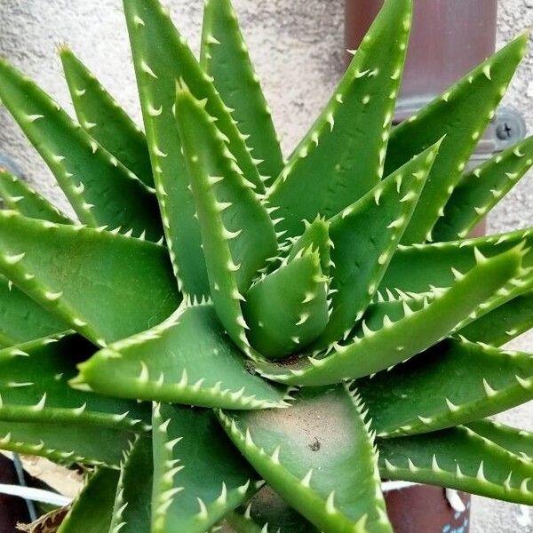 Aloe brevifolia