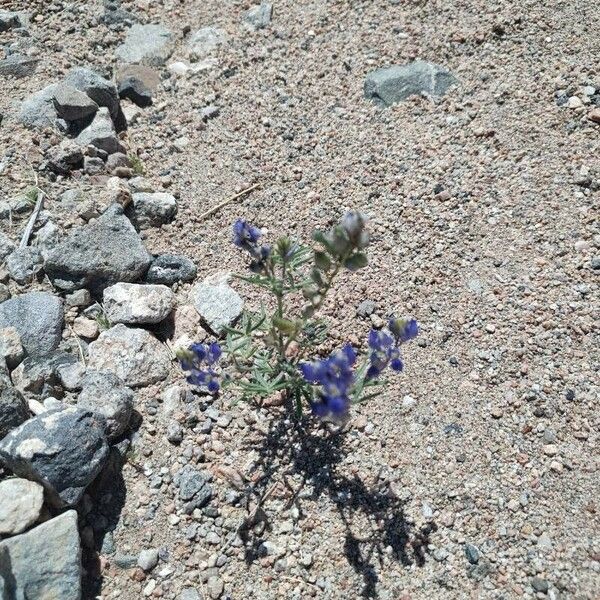 Lupinus bicolor Fiore