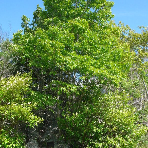 Aspidosperma australe Hábitos