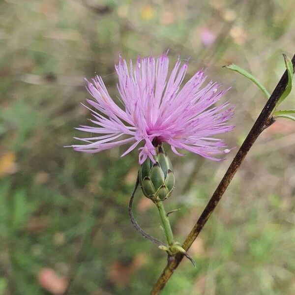 Mantisalca salmantica Flors