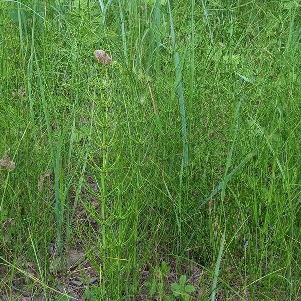 Equisetum palustre অভ্যাস