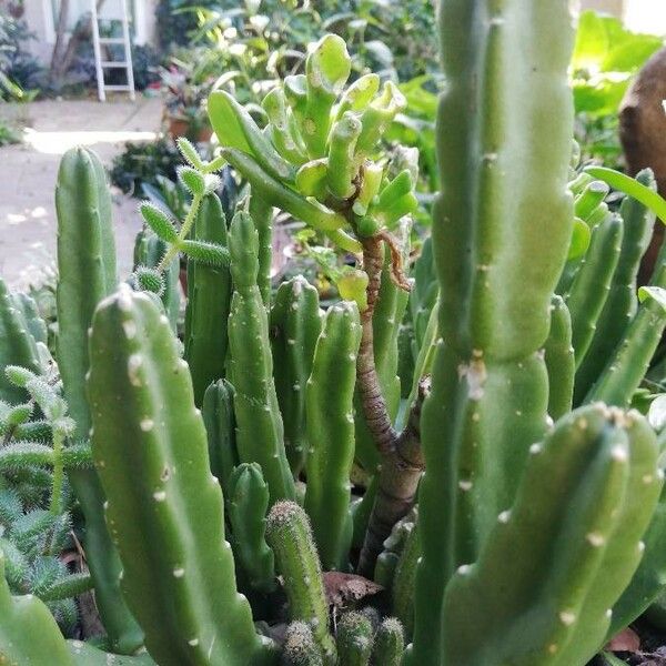 Stapelia gigantea Leaf