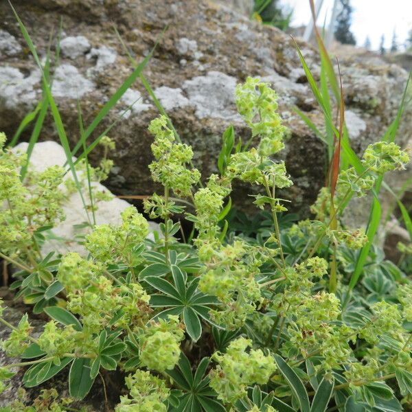 Alchemilla alpina Характер