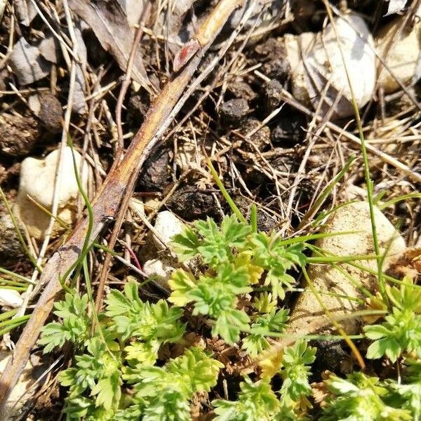 Alchemilla australis Leaf