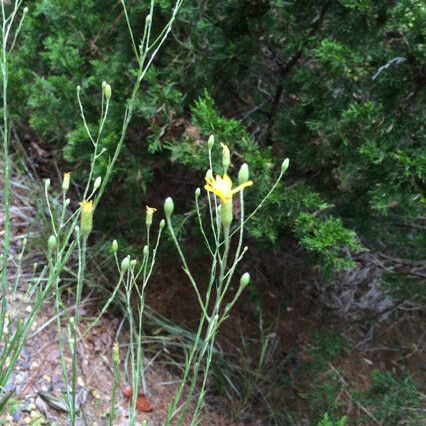 Pityopsis graminifolia Habit