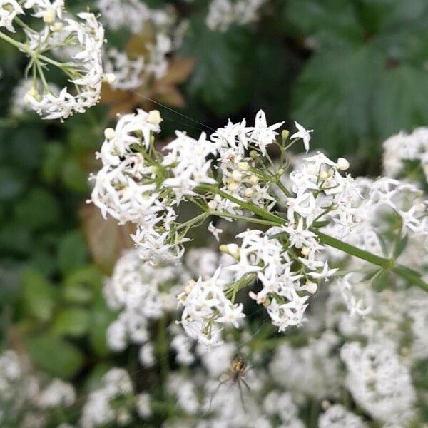 Galium album Blüte