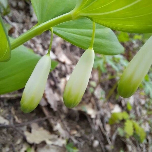 Polygonatum odoratum Кветка