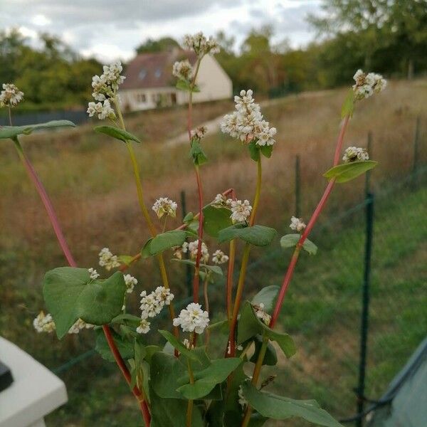 Fagopyrum tataricum Fiore