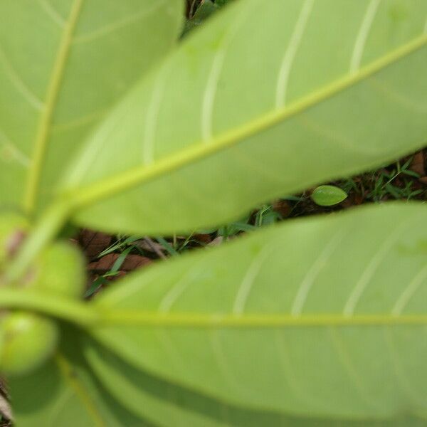 Ficus obtusifolia Листок