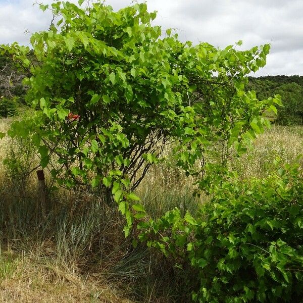 Vitis riparia आदत