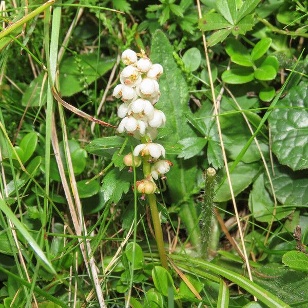 Pyrola minor Habitus