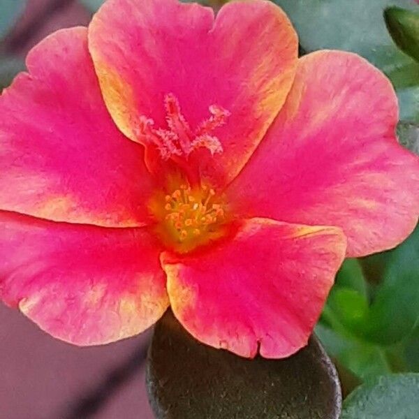 Portulaca umbraticola Flower