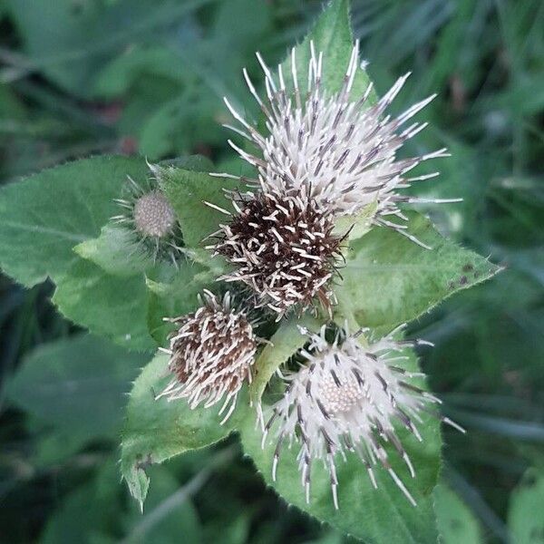 Cirsium oleraceum Kukka