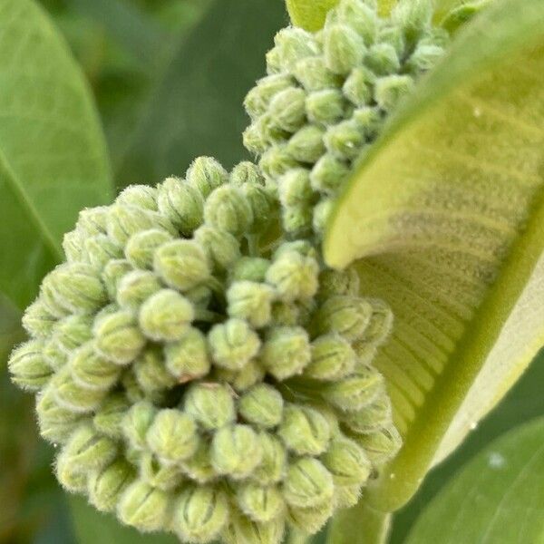 Asclepias viridiflora Blomst