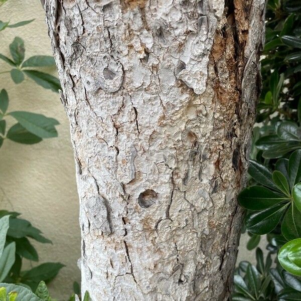 Aesculus californica Bark