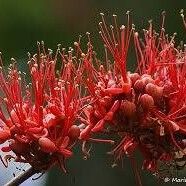 Barnebydendron riedelii Кветка