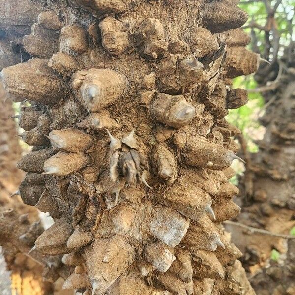 Zanthoxylum chalybeum Bark