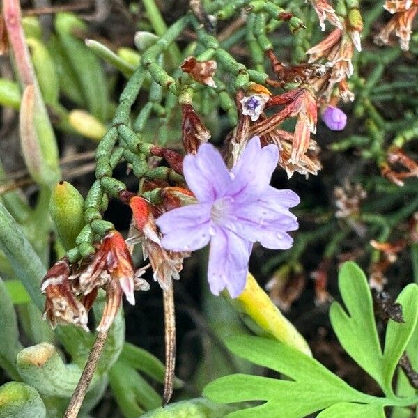 Limonium articulatum Flower