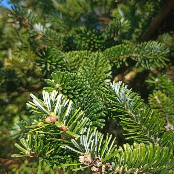 Abies homolepis Ліст