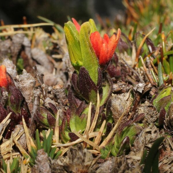 Castilleja pumila Övriga