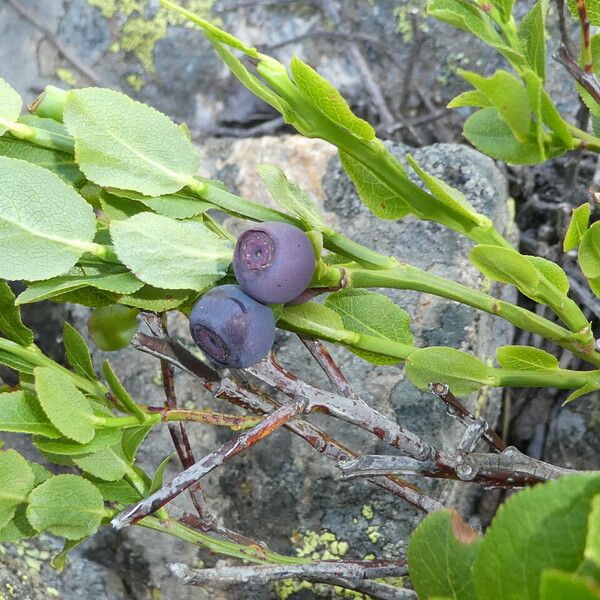 Vaccinium myrtillus Gyümölcs