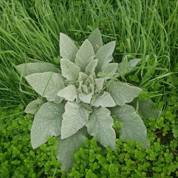 Verbascum boerhavii Feuille