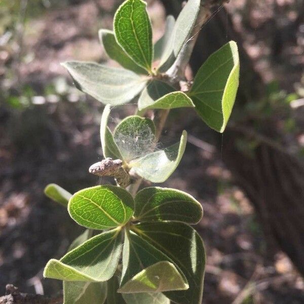 Strychnos madagascariensis Blad