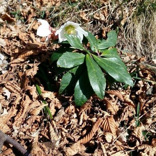 Helleborus niger Kvet