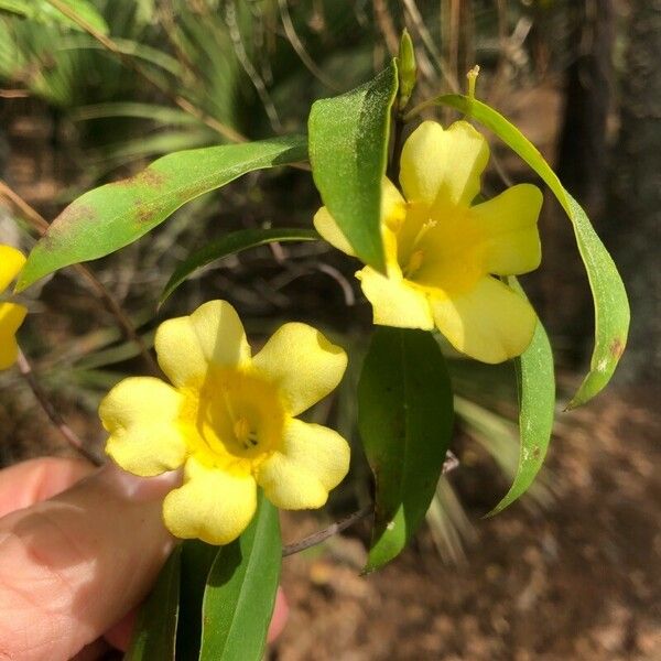 Gelsemium sempervirens Flower