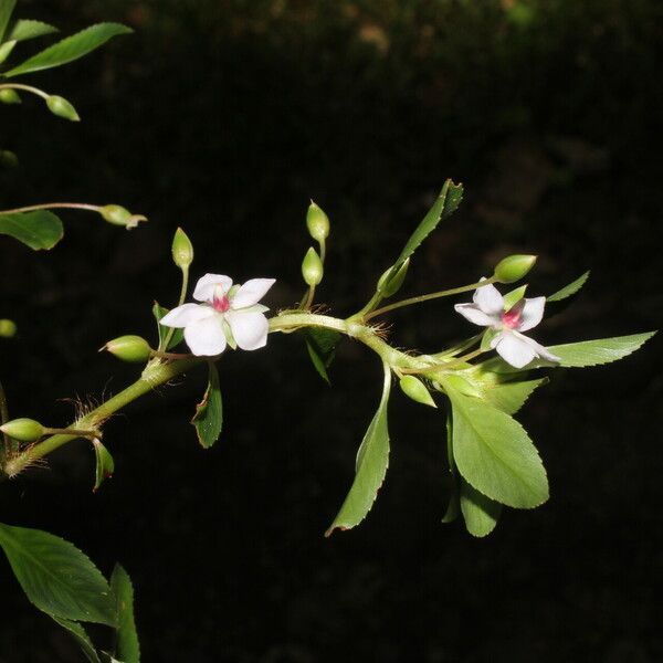 Sauvagesia erecta Flower