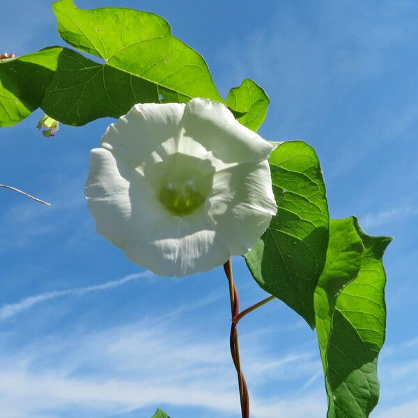 Calystegia sepium പുഷ്പം