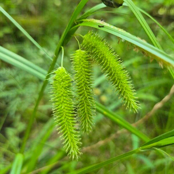 Carex pseudocyperus Flor