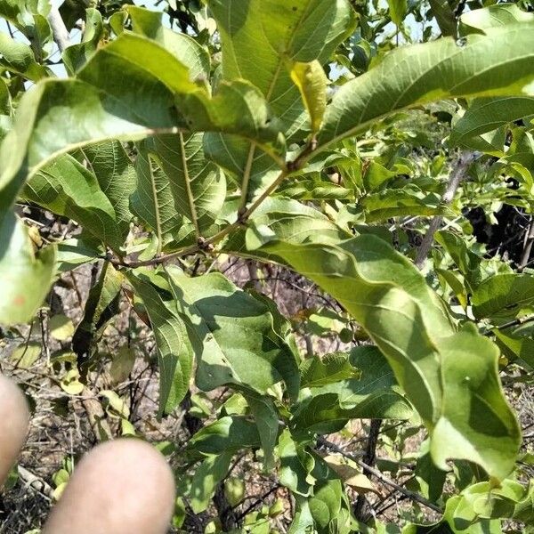 Combretum apiculatum पत्ता