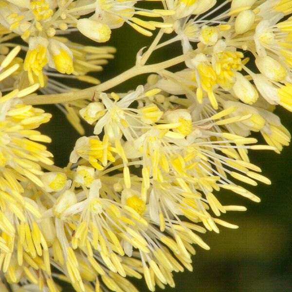 Thalictrum lucidum Flower