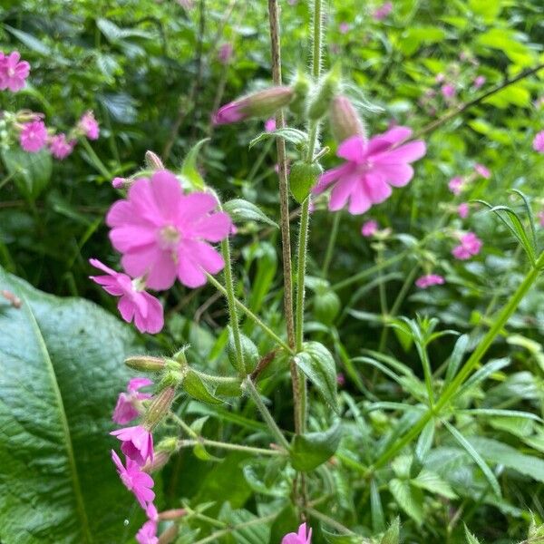 Silene pendula Blodyn