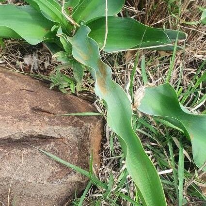 Crinum macowanii Lehti