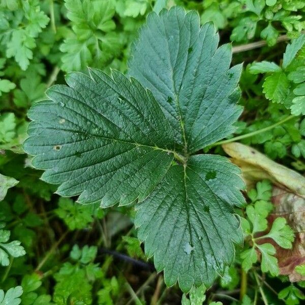 Fragaria × ananassa Лист