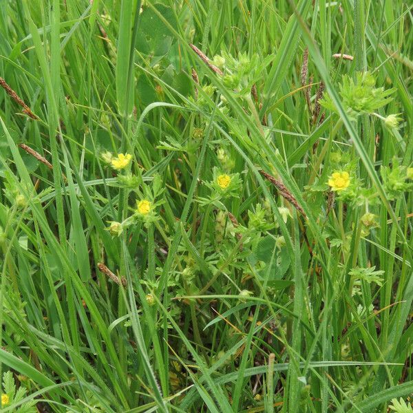 Potentilla supina Hàbitat